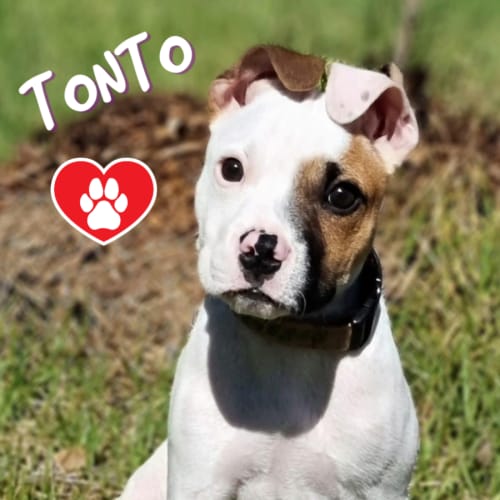 Tonto 