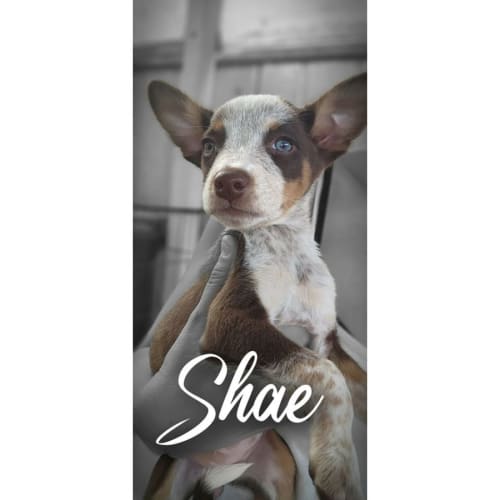 Shae