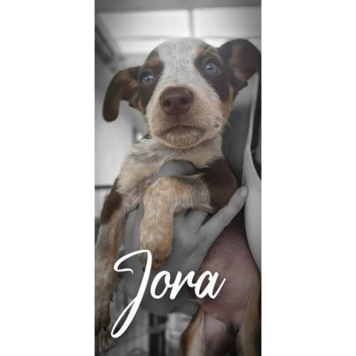 Jora