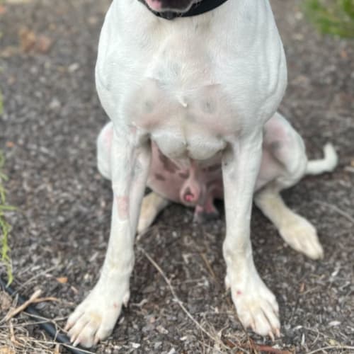 Dozer 