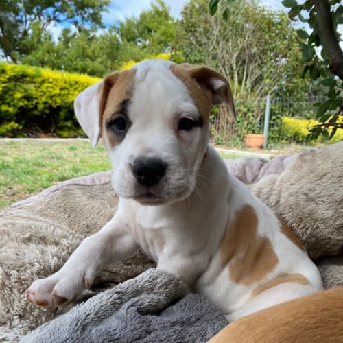 Pudds pups!