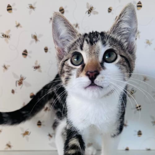 Zaida  ***Adoption Day Sat 22 April in Preston***