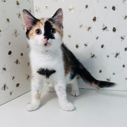 Alice - Located in Coburg