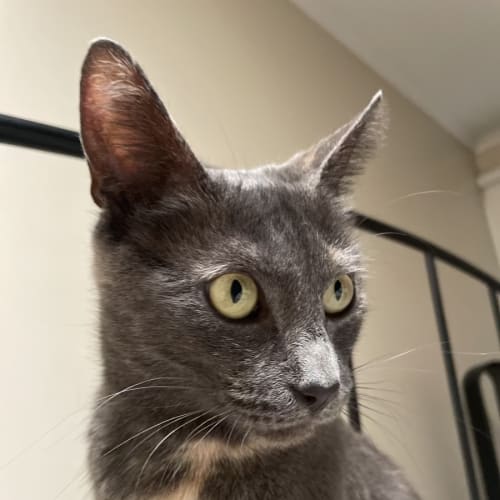 Nina