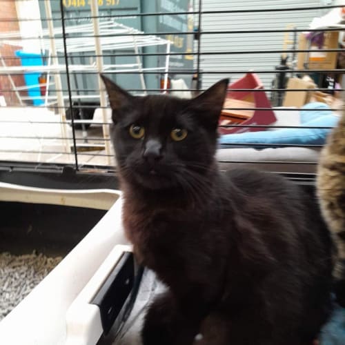 Cucumber - meet me at Petstock chelsea