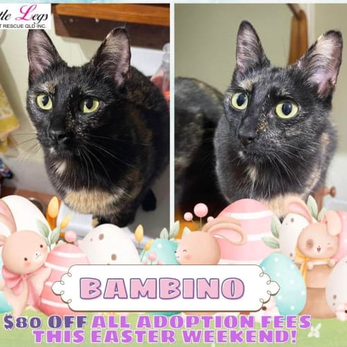 Bambino