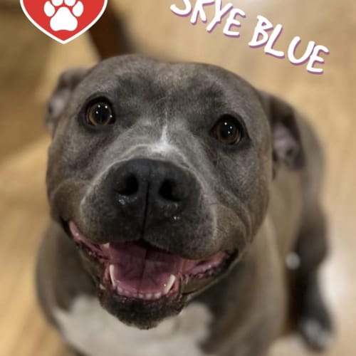 Skye Blue 