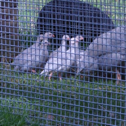 Guinea Fowl