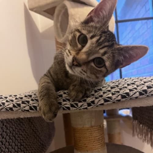 Orlando- Meet me at Petstock Hastings store