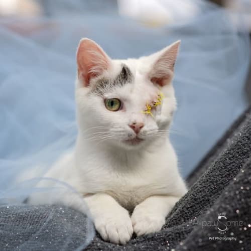 Shandy ** 2nd Chance Cat Rescue**