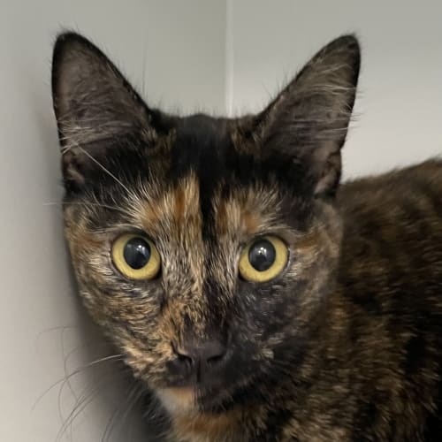 Nala