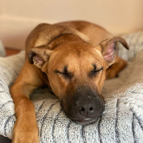 Tiggs - 7 Month Old Kelpie X Staffy (Trial)