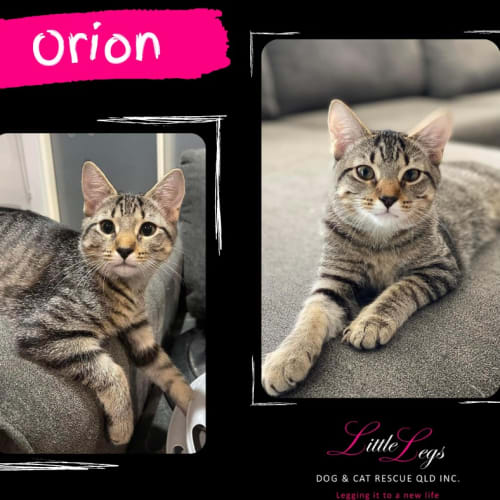 Orion