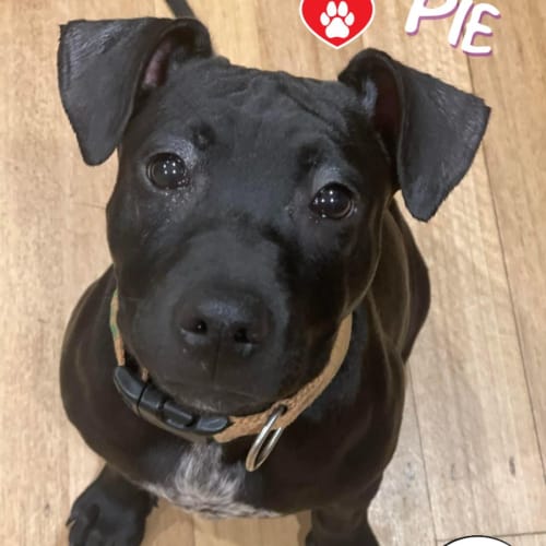 Pie 
