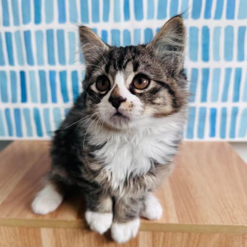 Indiana ***Adoption Day Sat 22 April in Preston***