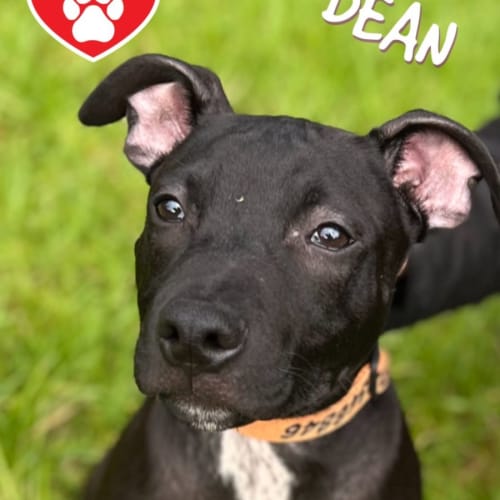 Dean 