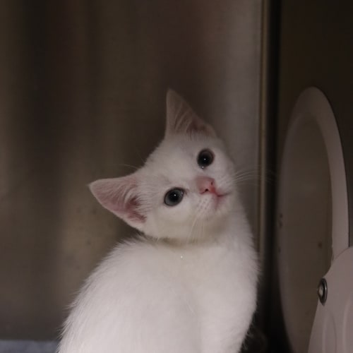 Pippin