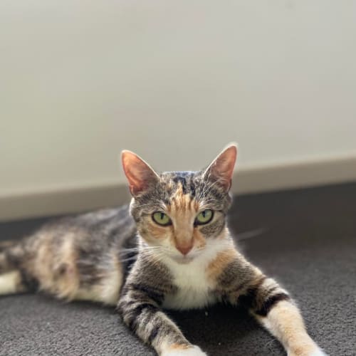 Rosie **2nd Chance Cat Rescue**