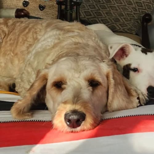 Tilly Tailwags