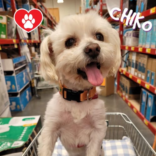 Chiko 