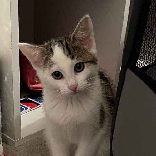 Sylvie (was Cob Loaf)