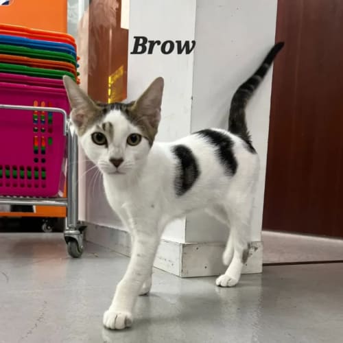 Brow