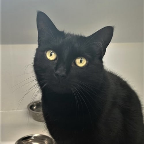 Bagheera