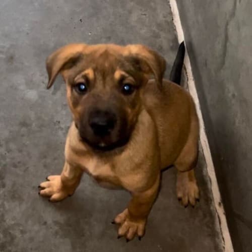 Nala