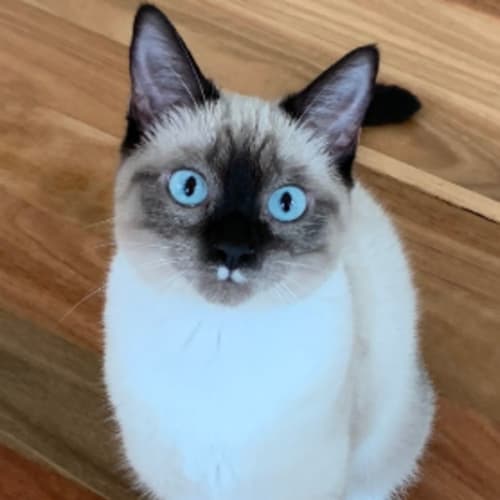 Miso