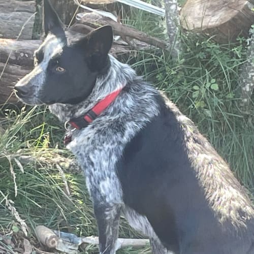 Sadie - 3 Year Old Cattle Dog X (Trial)