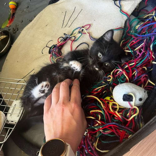 Panda