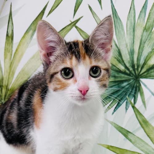 Wendy ***Adoption Day Sat 22 April in Preston***
