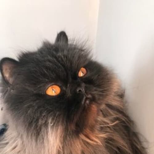 Neo **2nd Chance Cat Rescue**