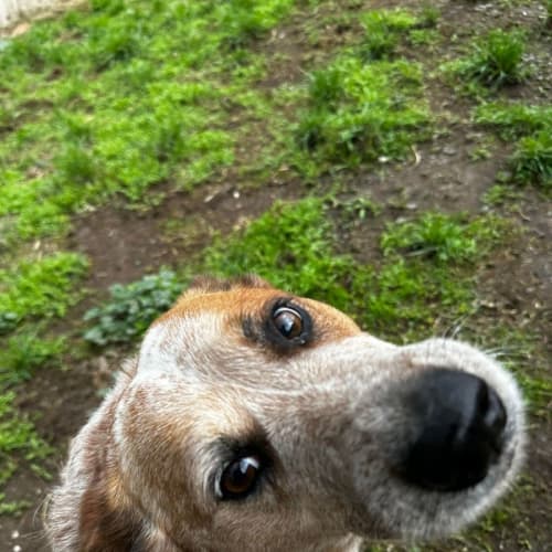 Ari