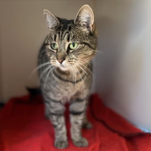 Delilah