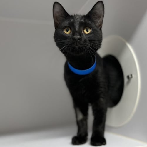 Watson