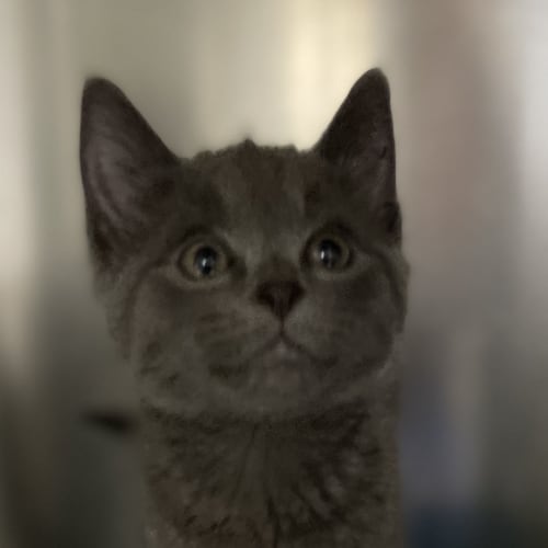 Theodore