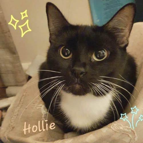 Hollie