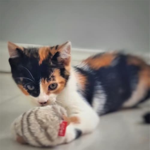 Lola - Fostered In Perth