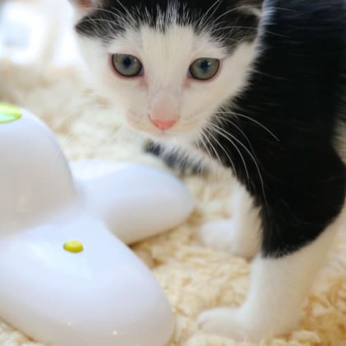 Theo - Fostered In Perth