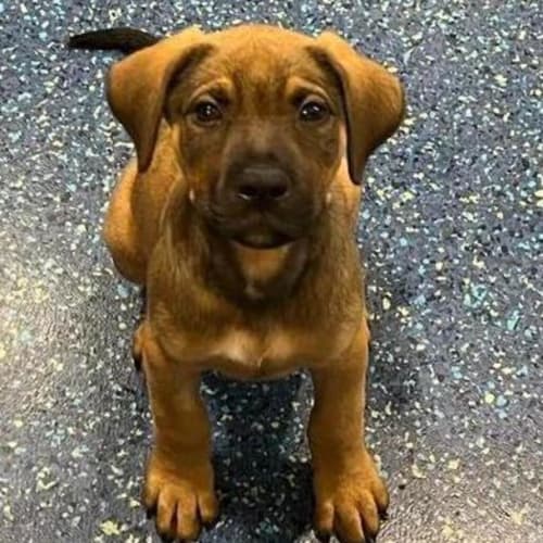 Simba