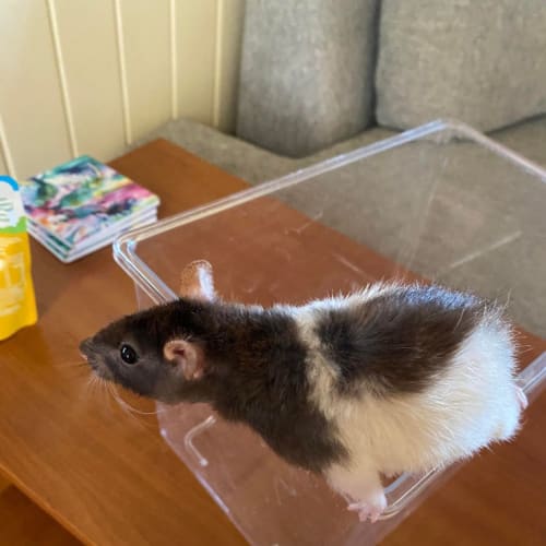 Mumma Rat 1