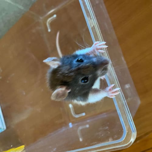 Mumma Rat 2