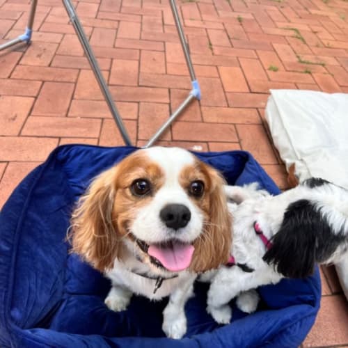 Ella and Moose 