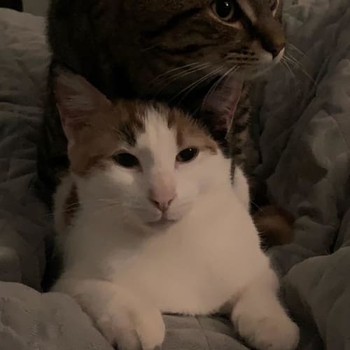 Bailey and Lucy