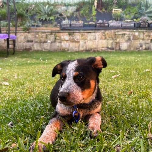 Ranger - 12 Week Old Cattle Dog (Trial)