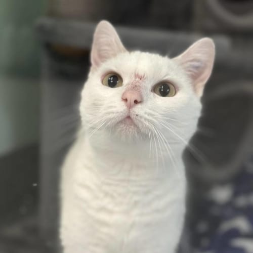 Biscuit