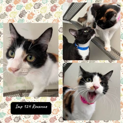 Roxanne (imp. 124)