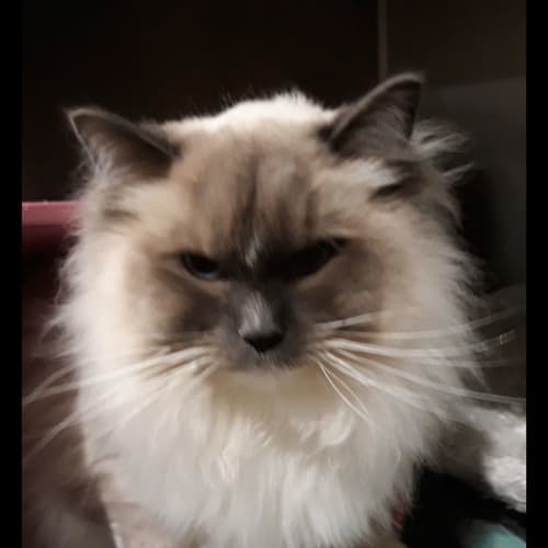 Oscar