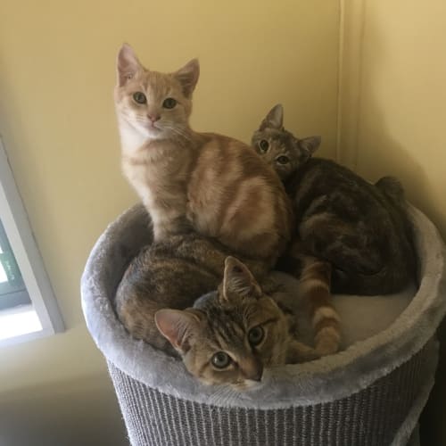 Cinnamon